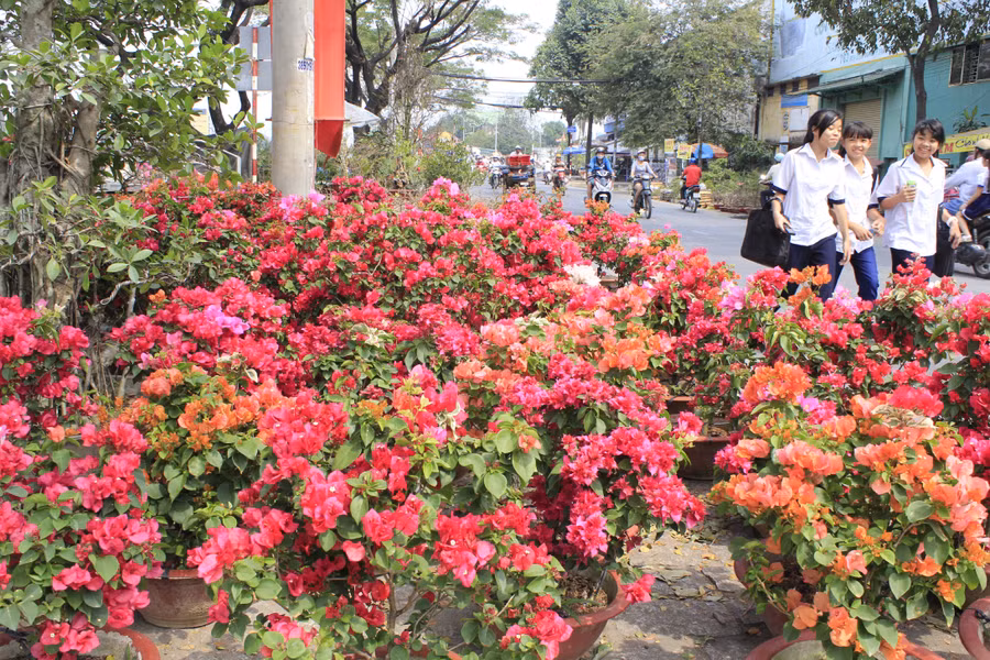 Hoa Tết được bày bán tại Bến Bình Đông, quận 8, TPHCM. Ảnh: Lê Nam