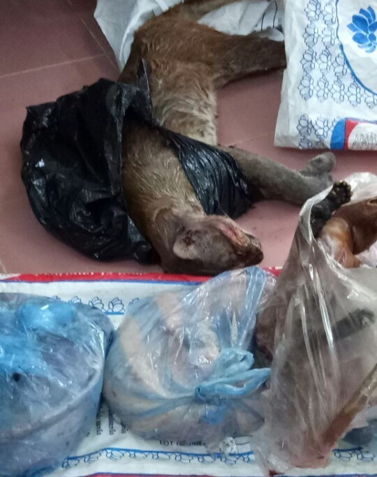 Các cá thể động vận hoang dã mà đối tượng vận chuyển (Ảnh: CA cung cấp). Các cá thể động vận hoang dã mà đối tượng vận chuyển (Ảnh: CA cung cấp).