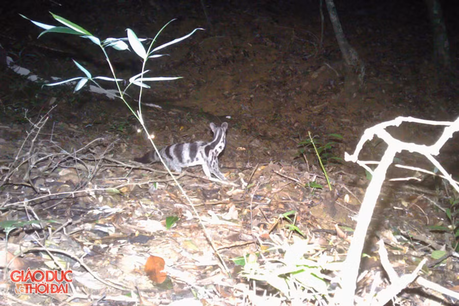 Năm 2019, bẫy ảnh chụp được hình ảnh đầu tiên về loài cầy vằn tại Khe Choăng, VQG Pù Mát.