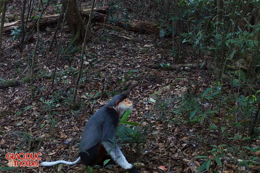 Loài voọc chà vá chân nâu