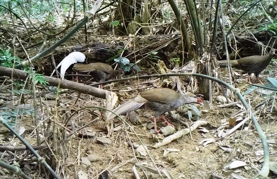 Đàn gà lôi trắng xuất hiện trong rừng thuộc Khu bảo tồn thiên nhiên Pù Hu (Thanh Hóa) do đơn vị đặt bẫy ảnh chụp được. Ảnh: Khu bảo tồn cung cấp.