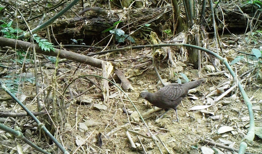 Loài gà tiền mặt vàng xuất hiện trong rừng thuộc Khu bảo tồn thiên nhiên Pù Hu (Thanh Hóa), do đơn vị đặt bẫy ảnh chụp được. Ảnh: Khu bảo tồn cung cấp.