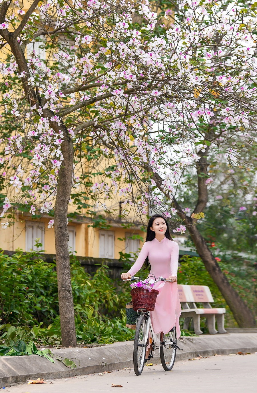 Bộ ảnh với hoa ban nhận được khen ngợi từ cộng đồng mạng Bộ ảnh với hoa ban nhận được khen ngợi từ cộng đồng mạng