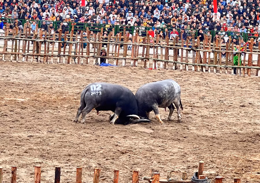 20 ông cầu tham gia tranh tài tại lễ hội 2023.