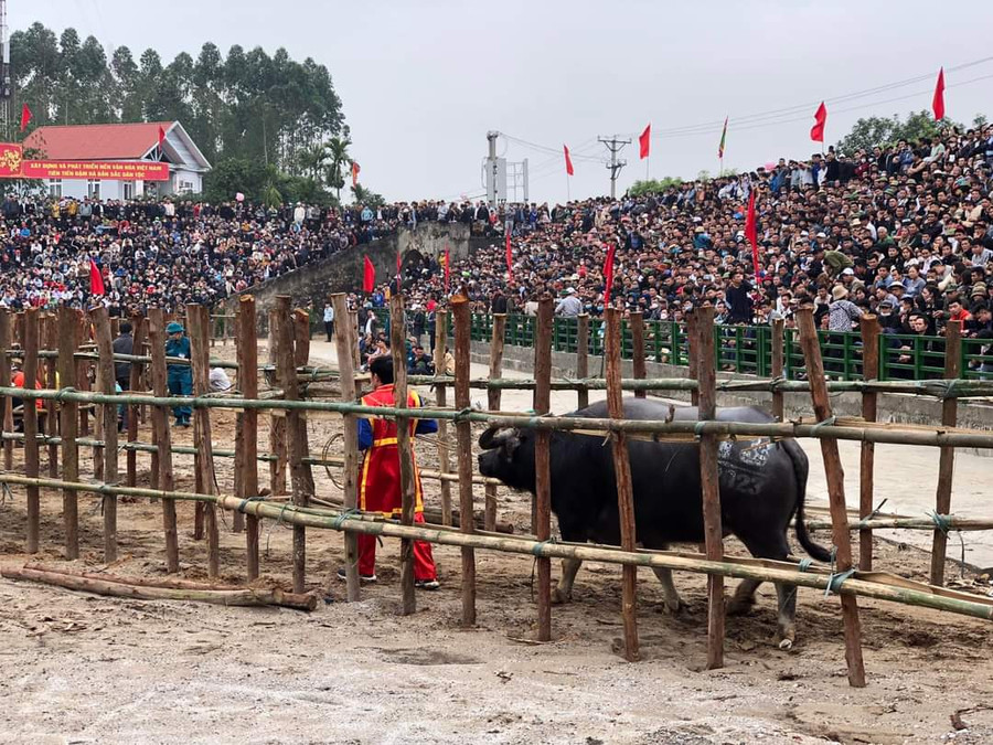 Ông Cầu được dẫn vào sới chọi. Ông Cầu được dẫn vào sới chọi.