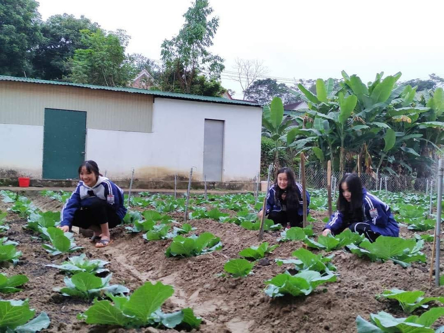 Học sinh ở &quot;bán trú&quot; trong trường trồng rau tăng gia sản xuất. Ảnh: NTCC.