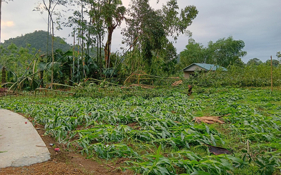 300ha ngô và hoa màu bị gãy đổ do ảnh hưởng của trận mưa dông vừa qua. 300ha ngô và hoa màu bị gãy đổ do ảnh hưởng của trận mưa dông vừa qua.