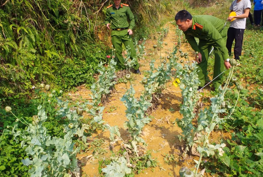 Lực lượng Công an huyện Mèo Vạc kiểm đếm số lượng cây thuốc phiện. Ảnh: Hà Linh