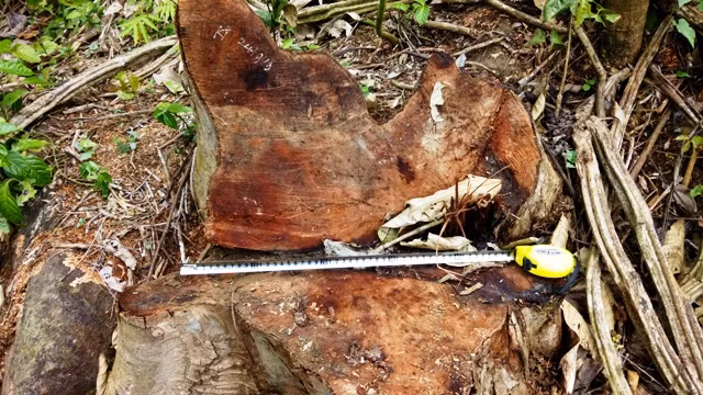 "Lâm tặc" đã đốn hạ trái pháp luật hàng chục cây gỗ rừng ở khu vực Thung Chấn, phía sau Đội quản lý, bảo vệ rừng. "Lâm tặc" đã đốn hạ trái pháp luật hàng chục cây gỗ rừng ở khu vực Thung Chấn, phía sau Đội quản lý, bảo vệ rừng.