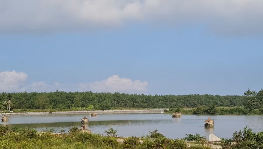 Trồng rừng chắn sóng ở huyện Thủy Nguyên góp phần giảm nhẹ thiên tai