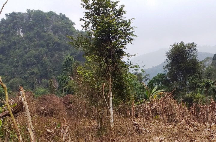 Rừng phòng hộ ở xã Thạch Lập, huyện Ngọc Lặc (Thanh Hóa) bị phá bằng thuốc diệt cỏ.