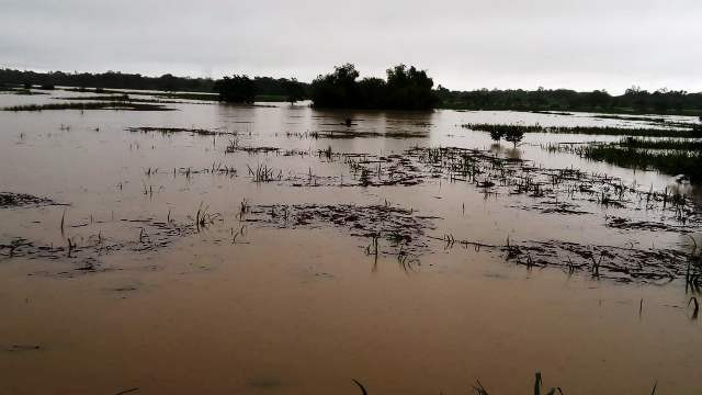 Nhiều diện tích mía và cây trồng của xã Quảng Phú (Thọ Xuân, Thanh Hóa) đã bị chìm trong biển nước.