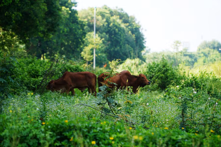 Mặt bằng 3241 tại phường Đông Hải, TP Thanh Hóa đang trở thành nơi chăn thả bò. (Ảnh: HĐ)