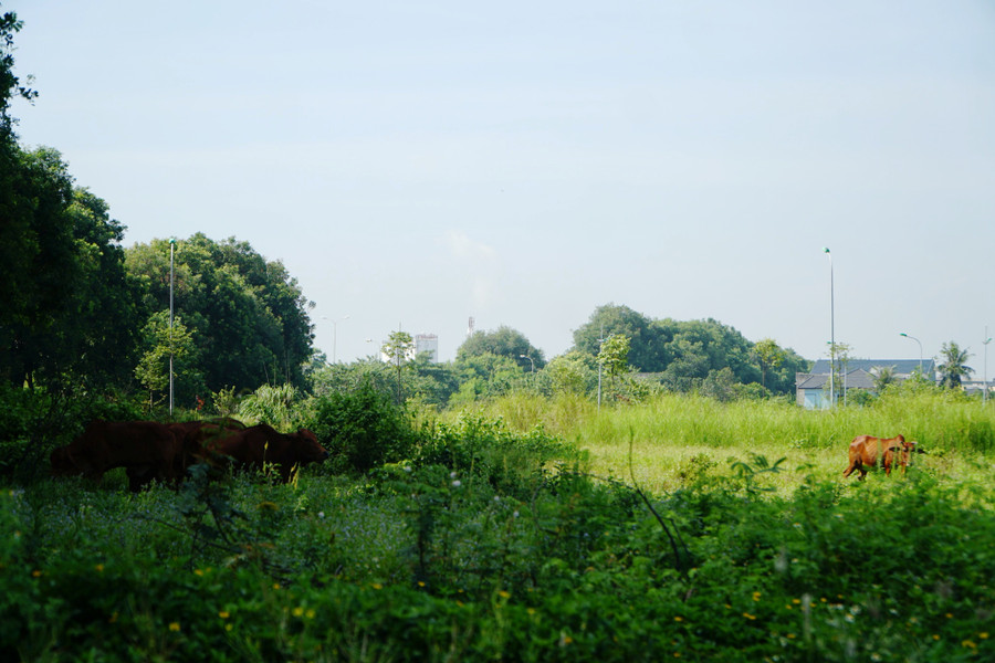 ... và cũng trở thành nơi thả bò. (Ảnh: HĐ)