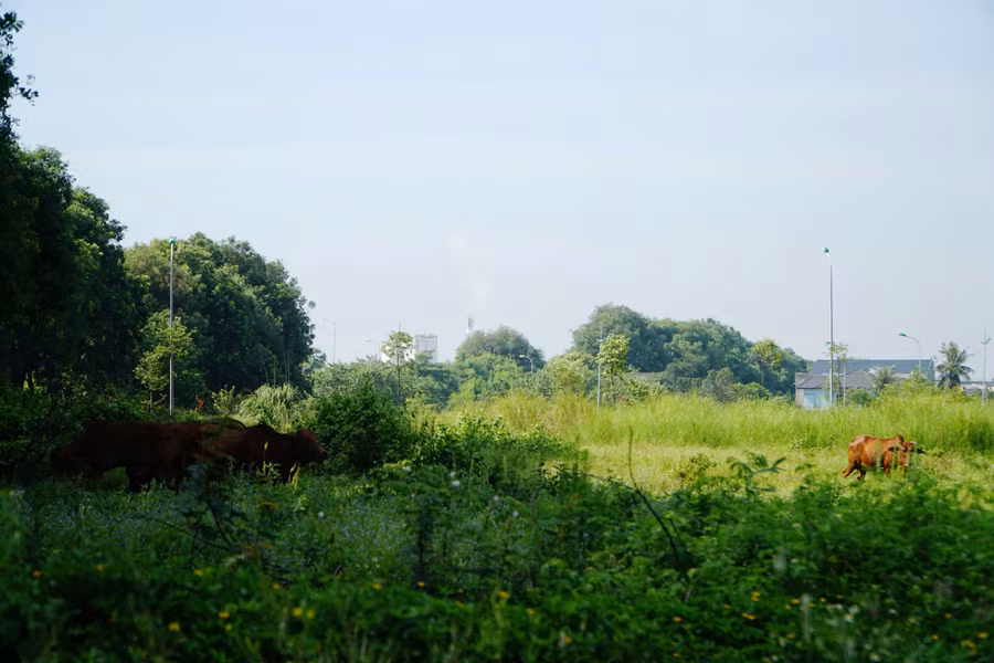... và cũng trở thành nơi thả bò. (Ảnh: HĐ)