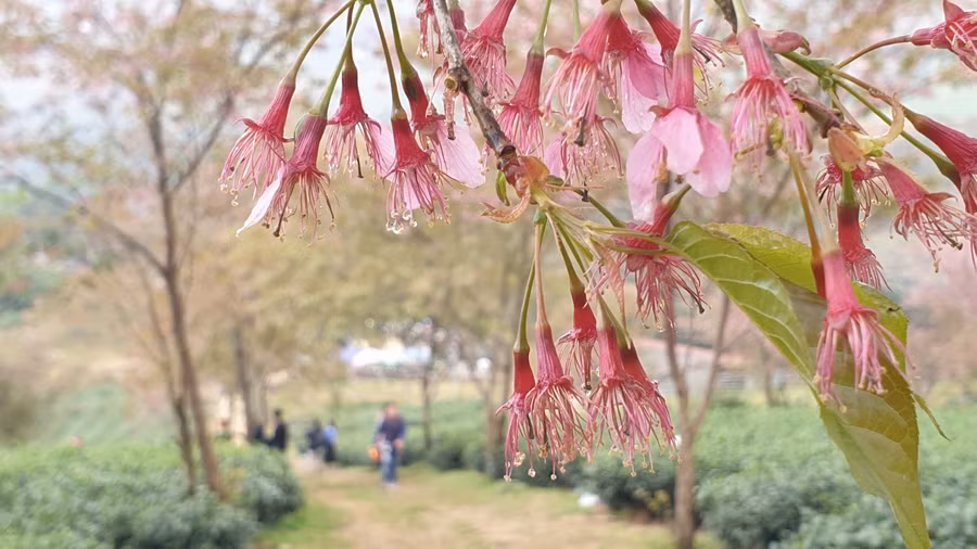 Dưới tia nắng vàng rọi xuống, chồi lá non cây mai anh đào hiện lên rực rỡ.