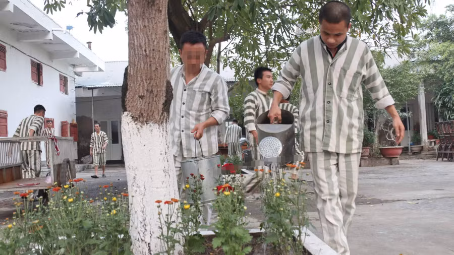 Phạm nhân trồng và chăm sóc hoa đón tết