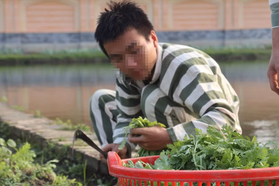 Trong trại giam, phạm nhân lao động, cải tạo, sản xuất thực phẩm cho bữa ăn của mình