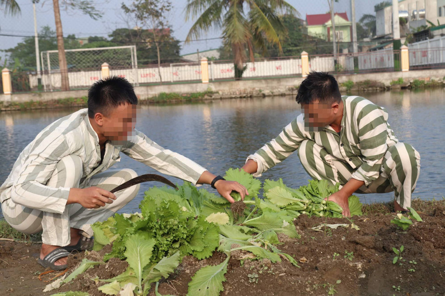 Thu hoạch rau xanh để chuẩn bị bữa cơm tất niên Thu hoạch rau xanh để chuẩn bị bữa cơm tất niên