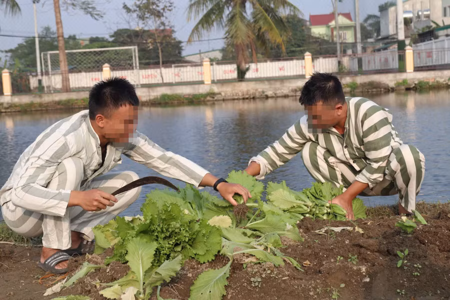 Thu hoạch rau xanh để chuẩn bị bữa cơm tất niên