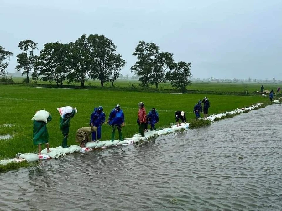 Đắp đê ngăn lũ để cứu lúa tại Quảng Trị.