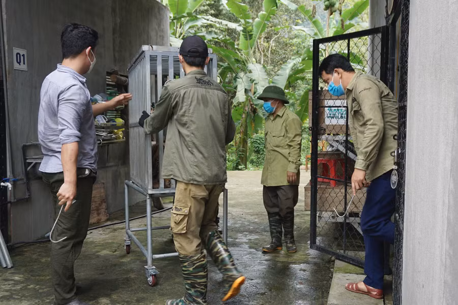 Nghệ An bàn giao 7 cá thể hổ cho Vườn Quốc gia Phong Nha - Kẻ Bàng ảnh 3