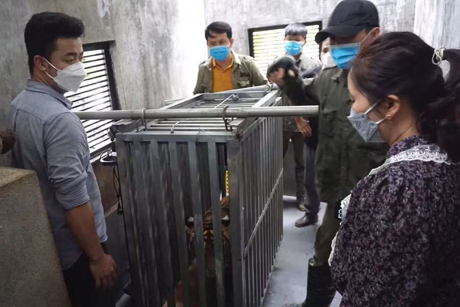 Khiêng lồng sắt ra khỏi chuồng.