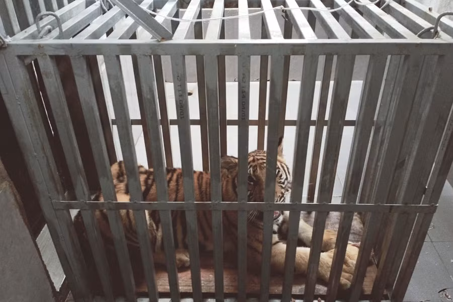 Hổ được tập làm quen với lồng sắt.