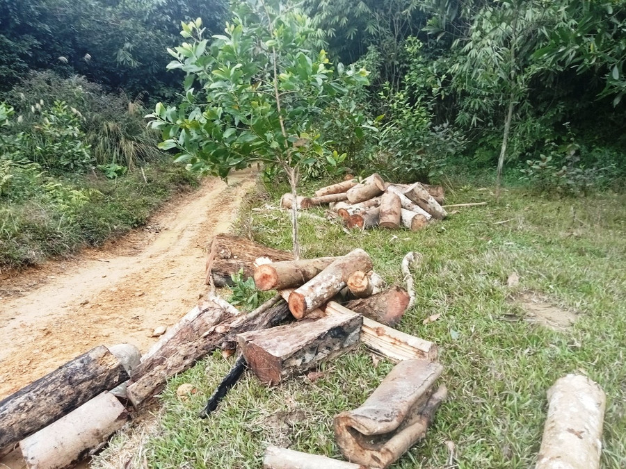 ....và vương vãi trên đường vào rừng. ....và vương vãi trên đường vào rừng.