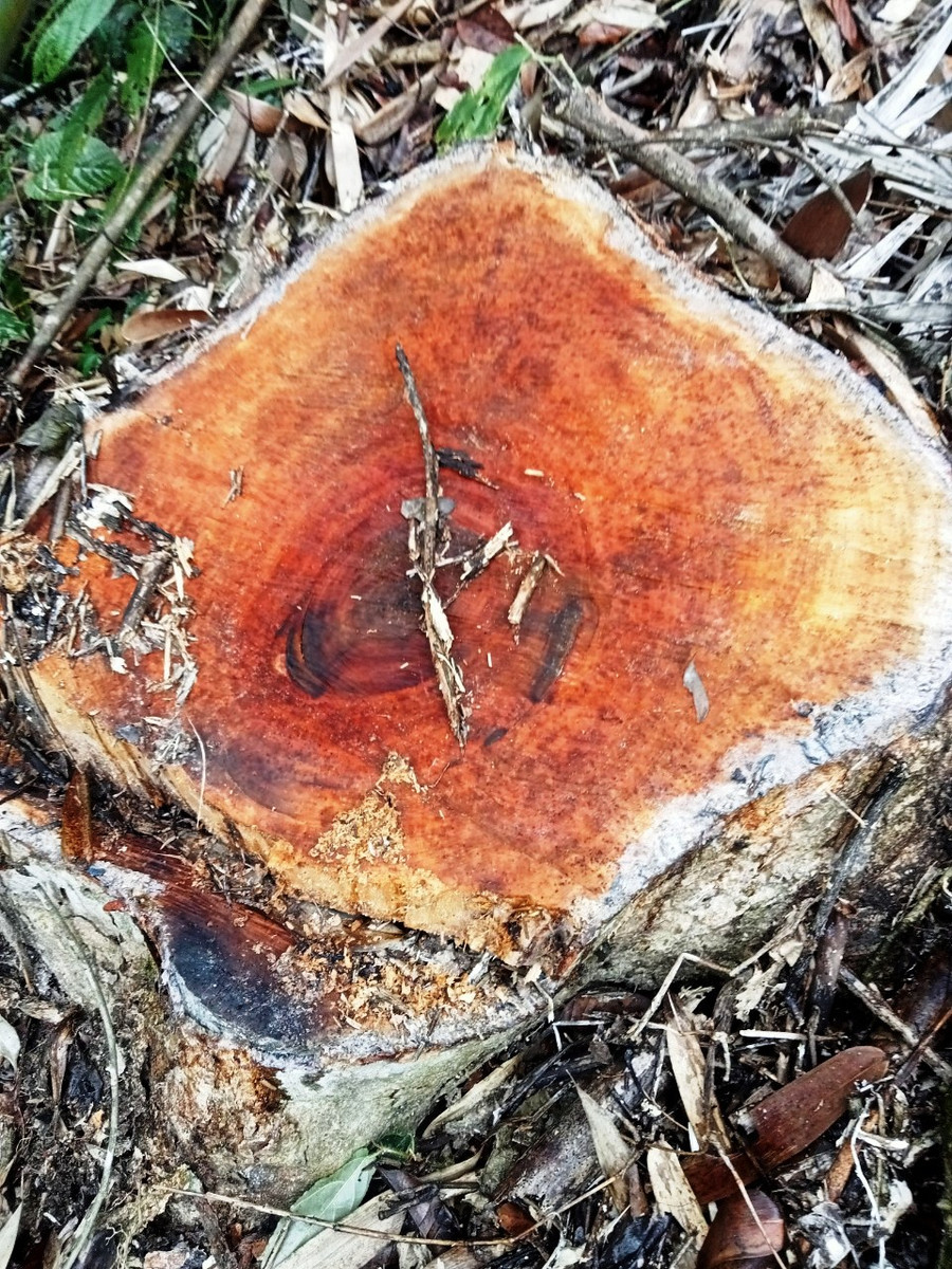 Phần lớn gỗ đã được đưa ra khỏi rừng, chỉ còn trơ lại gốc.