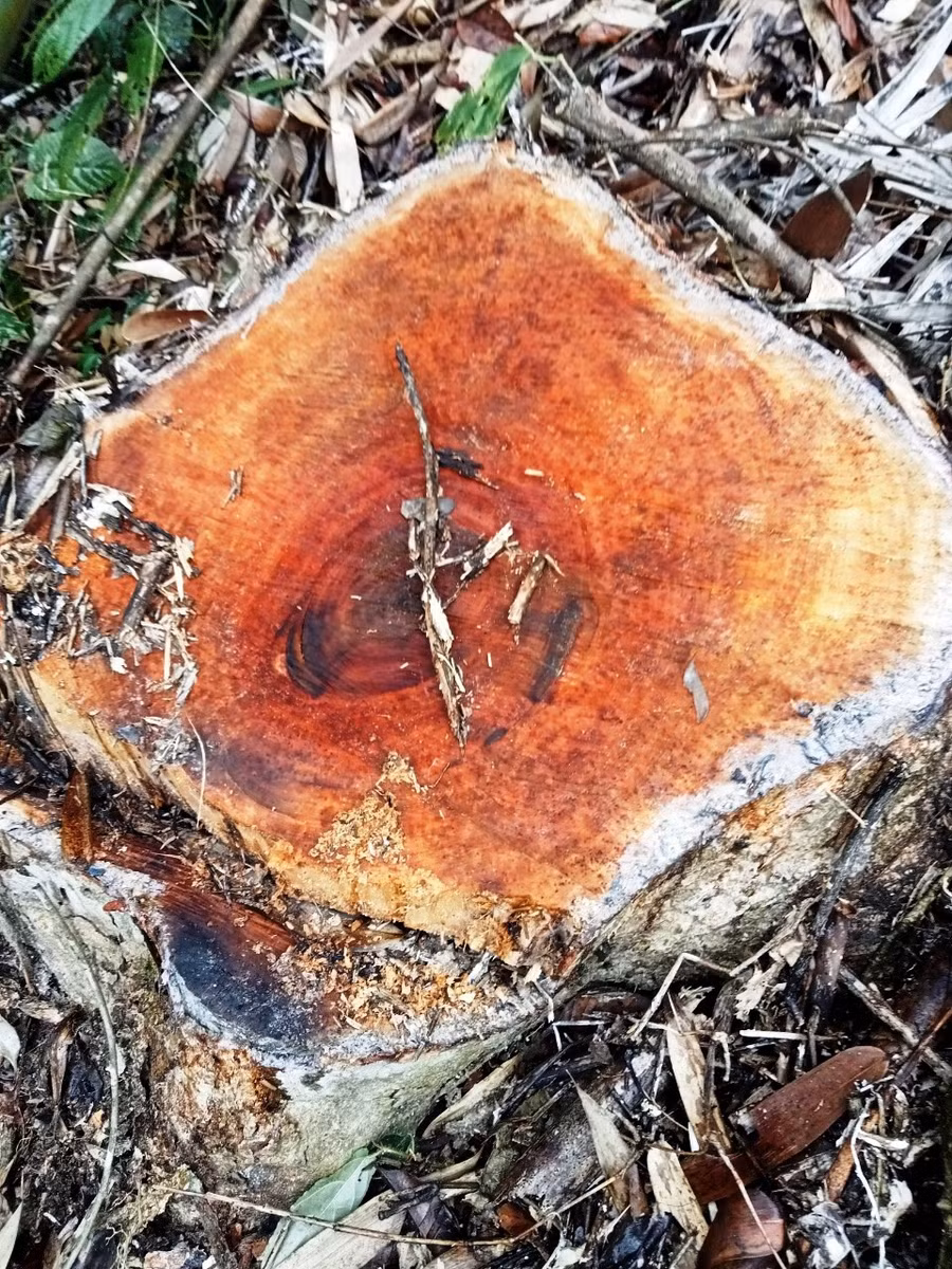 Phần lớn gỗ đã được đưa ra khỏi rừng, chỉ còn trơ lại gốc. Phần lớn gỗ đã được đưa ra khỏi rừng, chỉ còn trơ lại gốc.