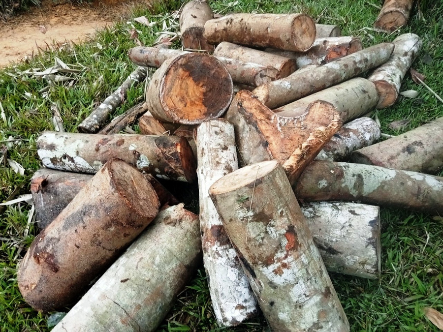 Nhiều đoạn thân gỗ đang còn sót lại... Nhiều đoạn thân gỗ đang còn sót lại...
