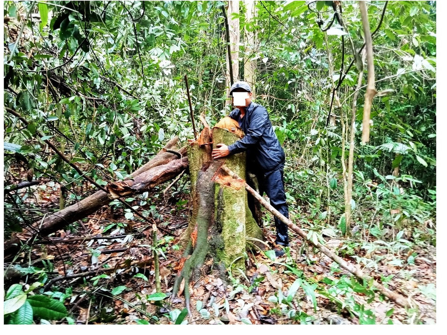 Có những gốc gỗ rừng tự nhiên người ôm không xuể. Có những gốc gỗ rừng tự nhiên người ôm không xuể.