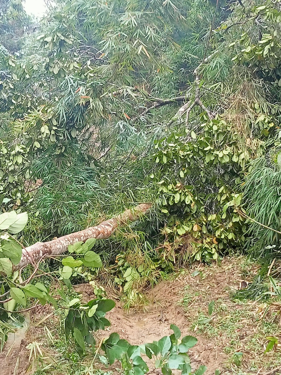 Một cây gỗ vừa được chặt hạ, lá vẫn còn tươi. Một cây gỗ vừa được chặt hạ, lá vẫn còn tươi.