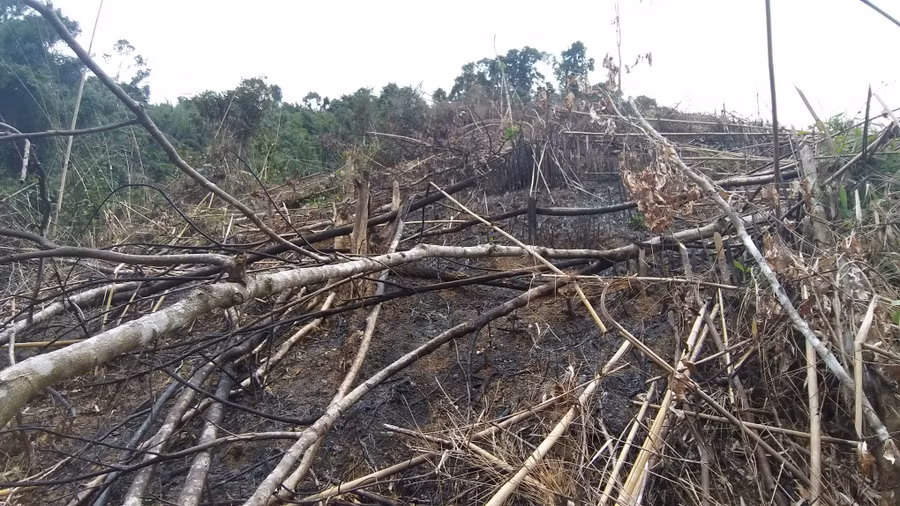 Vạt rừng tự nhiên rộng 3,7ha bị chặt và đốt phá tại xã Châu Phong, Quỳ Châu, Nghệ An