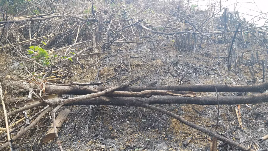 Một trong 2 nghi phạm phá rừng lại là Phó chủ tịch UBND xã Một trong 2 nghi phạm phá rừng lại là Phó chủ tịch UBND xã