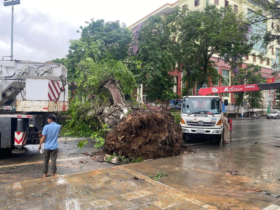 Cây đa cổ thụ hàng trăm tuổi bị bật gốc chắn ngang đường.