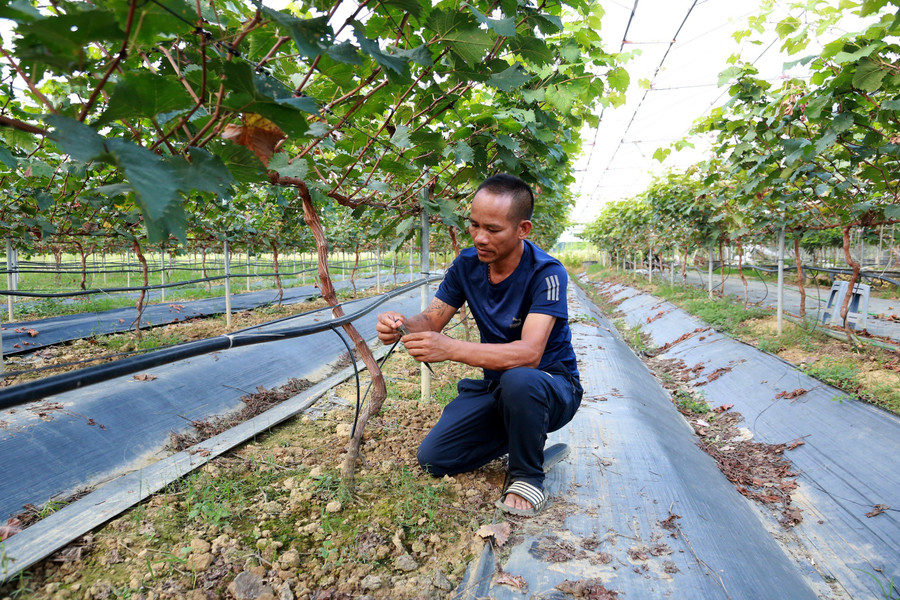Anh Lê Khắc Hanh, thôn Khoái Thượng, xã Đức Bác làm giàu từ trồng cây cảnh. Ảnh: Thế Hùng