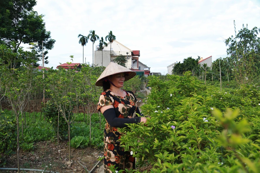 Nghề trồng hoa, cây cảnh tại Đức Bác tạo việc làm ổn định cho nhiều lao động địa phương. Ảnh: Chu Kiều