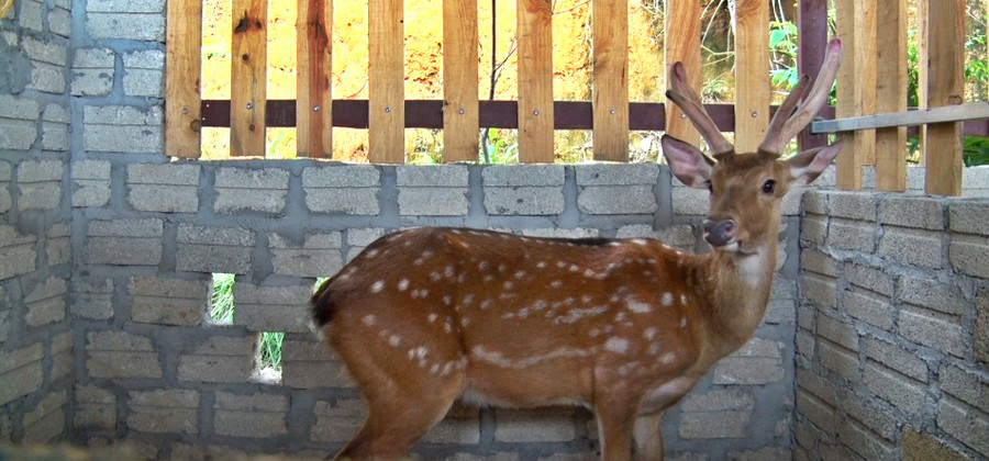Hươu là động vật hoang dã nên có sức đề kháng cao, dễ nuôi. Ảnh: Thanh Hương Hươu là động vật hoang dã nên có sức đề kháng cao, dễ nuôi. Ảnh: Thanh Hương