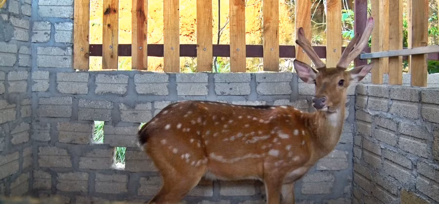 Hươu là động vật hoang dã nên có sức đề kháng cao, dễ nuôi. Ảnh: Thanh Hương