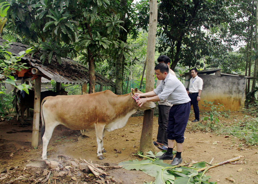 Cán bộ chuyên môn huyện Vị Xuyên bấm thẻ tai, trao bò thuộc 3 Chương trình mục tiêu Quốc gia cho hộ nghèo xã Phú Linh. Ảnh: Biện Luân Cán bộ chuyên môn huyện Vị Xuyên bấm thẻ tai, trao bò thuộc 3 Chương trình mục tiêu Quốc gia cho hộ nghèo xã Phú Linh. Ảnh: Biện Luân