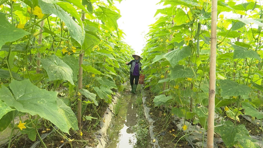 Nông dân xã Phúc Sơn, huyện Lâm Bình trồng dưa chuột phát triển kinh tế gia đình.