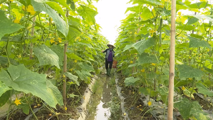 Nông dân xã Phúc Sơn, huyện Lâm Bình trồng dưa chuột phát triển kinh tế gia đình.