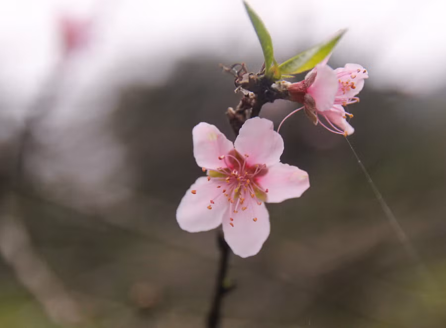 Hoa đào đã bắt đầu chớm nở trong cái rét cuối năm