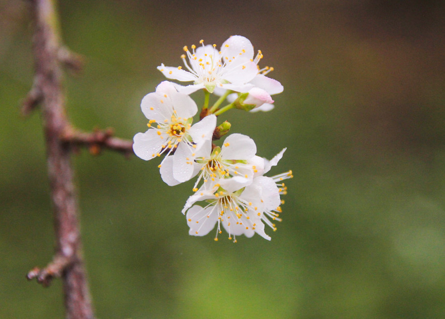 Thời điểm này mận cũng nở bung trắng muốt