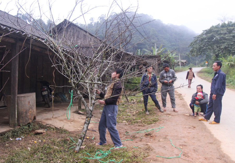 Giá đào năm nay tại Na Ngoi dao động từ vài trăm nghìn đến vài triệu/cành