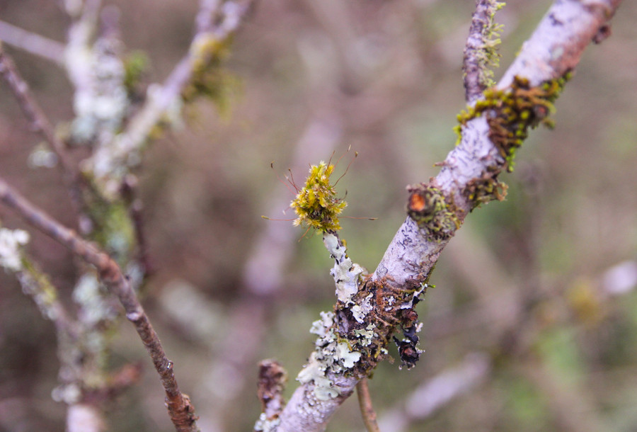Những cành đào "mốc", có rêu thường được cho là đẹp và bán được giá cao