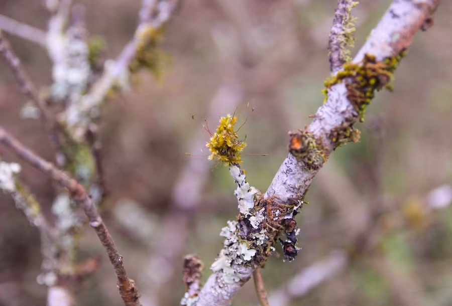 Những cành đào "mốc", có rêu thường được cho là đẹp và bán được giá cao