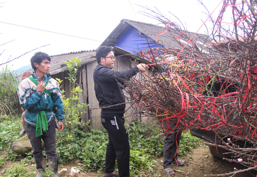 Khách chơi đào lên tầm những cành đào đẹp chở về xuôi